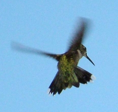 hummer29