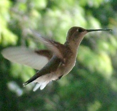 hummer3