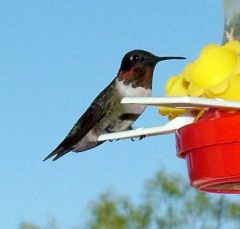 hummer30