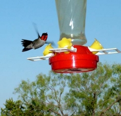 hummer32
