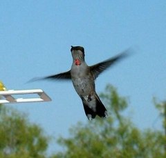 hummer33