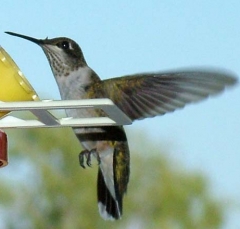 hummer34