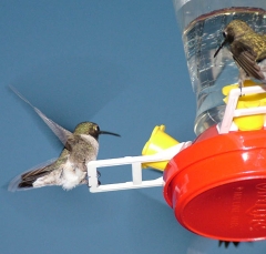 hummer35_lg