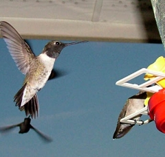 hummer36
