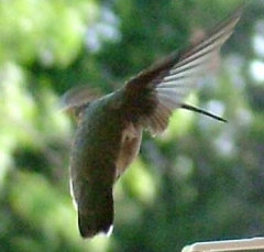 hummer4
