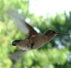 hummer5