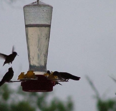hummer6