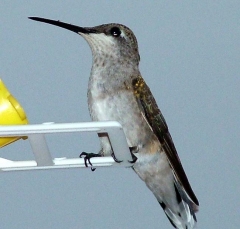 hummer7_lg
