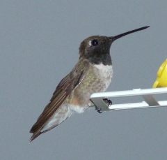 hummer8_lg