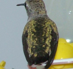 hummer9_lg