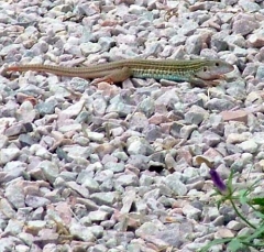 lizard1