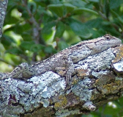 lizard10