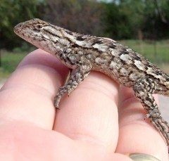 lizard11