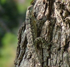 lizard12