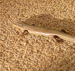 lizard13