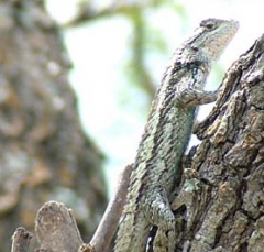 lizard14