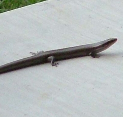 lizard2