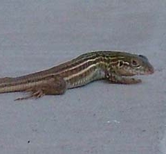 lizard3