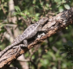 lizard3050