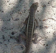 lizard4