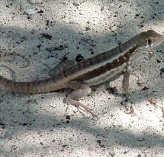lizard5