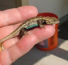 lizard6