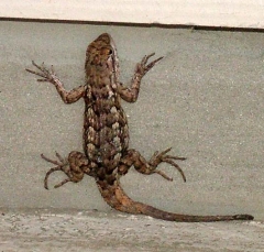 lizard7_lg