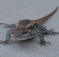 lizard8
