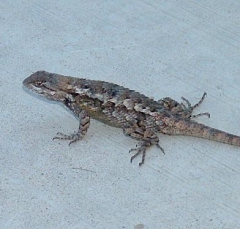 lizard9