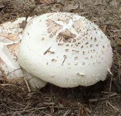 DSCF5093mush1