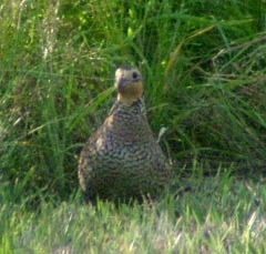 quail1