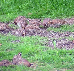 quail10
