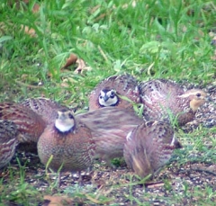 quail11