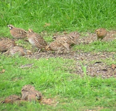 quail12