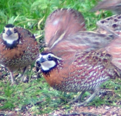 quail13