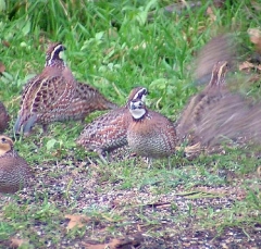 quail14
