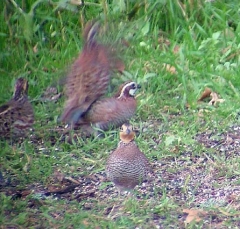 quail15