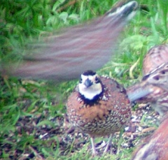 quail16