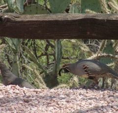 quail17