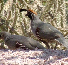 quail18