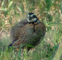 quail2