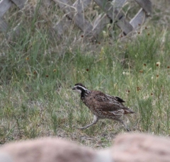 quail2695