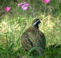 quail3