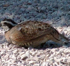 quail4