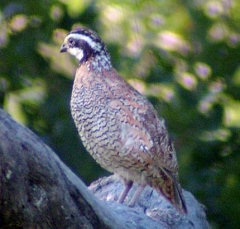 quail5