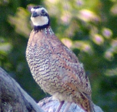 quail6