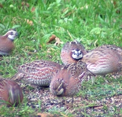 quail7