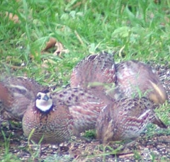 quail8