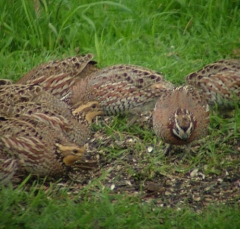 quail9