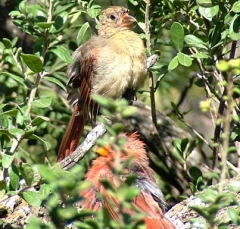 DSCF5056cardinal26